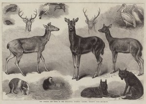 Nye dyr og fugler i Zoological Society's Gardens, Regent's Park